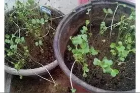 当善良的多肉玩家遇到无良淘宝店主，我忍不住笑喷了图片