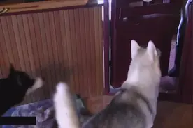 哈士奇小狗遇见了他的爸爸，一模一样！肯定是亲生的