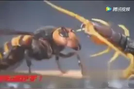 大蜈蚣对战蜜蜂，大战三百回合后居然是它赢了……视频封面