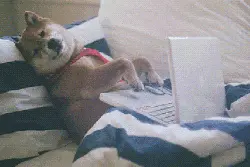 高大上！厦门人要有“网上二代身份证”了，宅家里也能办好多事！图片