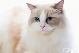 如何训练猫咪躺下、站立和打滚图片