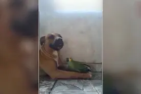 把鹦鹉和狗狗放在一起养着会发生什么事了？画面很温馨！