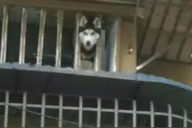 孕妇乘地铁无人让座 是大家太冷漠吗？图片