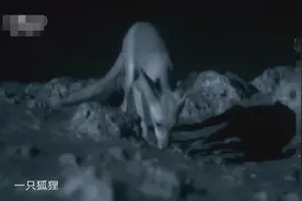 胡狼跟海龟争分夺秒的竞争，海龟要迅速把蛋藏好视频封面