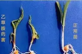 农药 | 玉米遭受除草剂药害！别慌，五大措施来补救图片