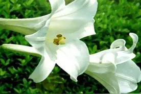 江西最美的百合花海在这里！还能邂逅旗袍仙子...图片