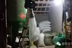 杂谈他每天都过着这样的猪场生活，实在让人羡慕不已图片