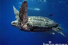 世界上最大的乌龟 它嘴里隐藏着一个巨大的阴谋！图片