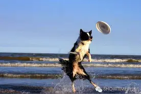 到底狗狗天生会不会游泳？图片