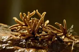 真的神奇？来扒一扒冬虫夏草的皮图片