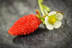 除了草莓，还有什么水果叫做Berry？图片