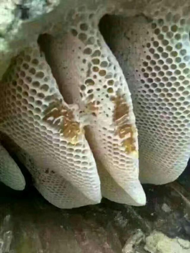 土蜂蜜的功效与鉴别方法