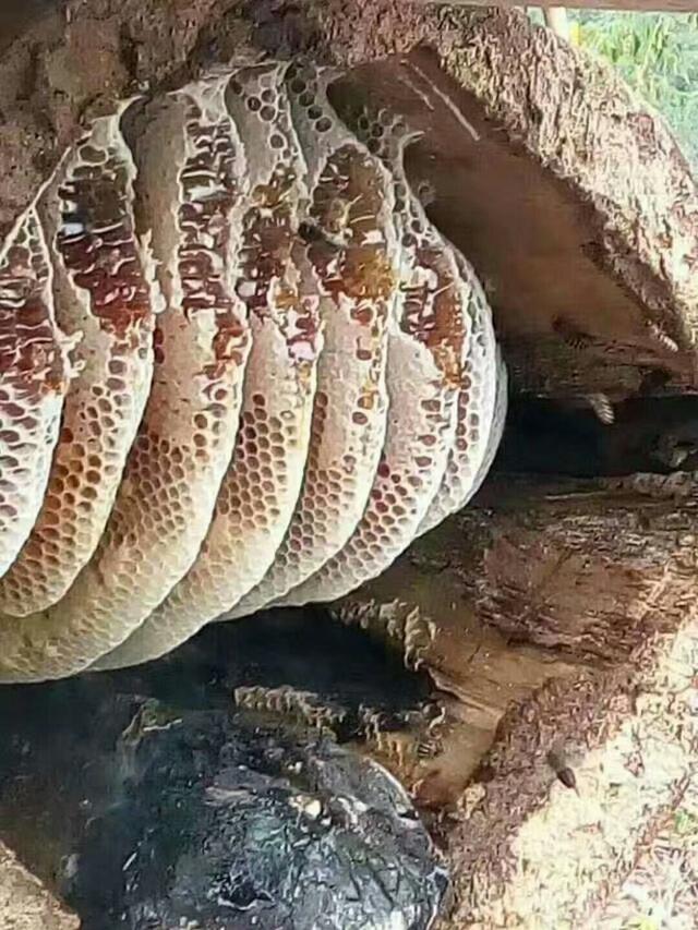 土蜂蜜的功效与鉴别方法