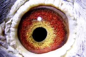 信鸽鉴赏：鸽子好不好，看鸽眼就知道了