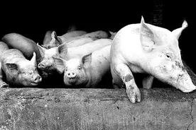 杜绝“泔水猪”走上百姓餐桌图片