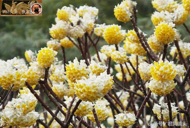 农民采摘梦花可卖钱