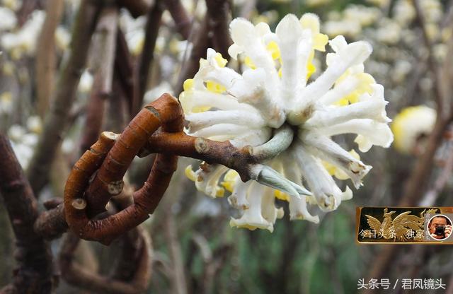 民间中草药:梦花,入药价值高,主治夜盲症!农民采摘梦花可卖钱