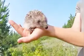 遇到刺猬再也不用手足无措了，教你一招温柔打开刺猬的方式！