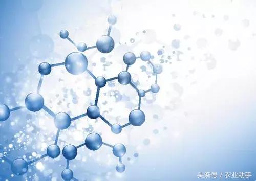 氨基酸肥料竟然是根系激活剂，你见过吗？