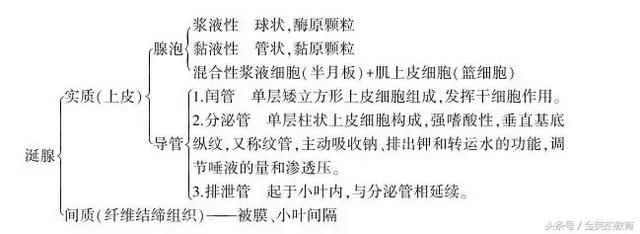结合上皮有没有角化和钉突