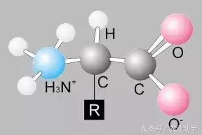氨基酸肥料竟然是根系激活剂，你见过吗？