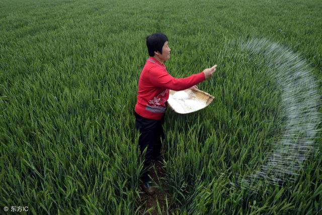 含氨基酸肥料的功效和作用！哪些农作物适合使用氨基酸肥料