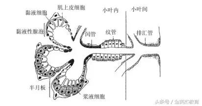 结合上皮有没有角化和钉突