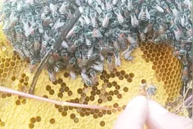 小排蜂，蜜蜂中无法人工养殖的品种之一，来认识一下吧