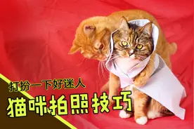 5种拍猫技巧，很多铲屎官都不知道！怪不得都把猫咪拍得巨丑