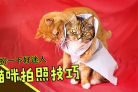 5种拍猫技巧，很多铲屎官都不知道！怪不得都把猫咪拍得巨丑