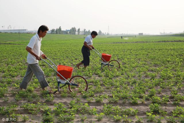 含氨基酸肥料的功效和作用！哪些农作物适合使用氨基酸肥料
