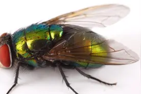 厨房有苍蝇不用愁，自己制作灭蝇剂，比买的还要好用