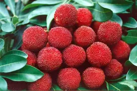 厦门杨梅季终于来了，杨梅要怎么做才销魂，我偷偷告诉你图片