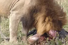 雄狮吃水牛，咬破肚子内脏全露，狠狠撕咬的一幕幕让人背后发凉图片