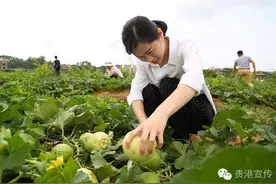 甜过初恋！贵港近郊2000亩珍珠香瓜等你来尝鲜...图片