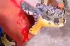 男子让蟒蛇狠咬手臂，鲜血直流，最终蟒蛇却被狗吃掉，太意外了！图片