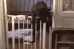 汪星人越狱合辑 | 请原谅我，这一生放荡不羁，不愿被束缚图片