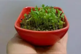 种子盆栽，看种子七十二变！图片