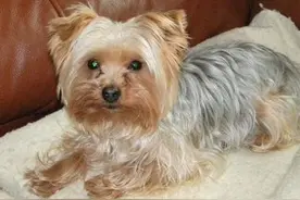 盘点10种汪界捕鼠高手！家有老鼠养它们就可以啦~图片