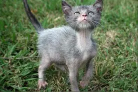 世界上竟然还有这种动物全球仅有35只！图片