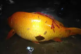 人品大爆发！夜钓20斤荷包鲤图片