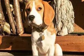 这只比格犬挂着死鱼眼鄙视苍生的样子，让我的灵魂都为之一振！图片