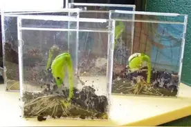 我种下一颗种子，终于长出了“好多知识”！图片