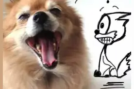 可爱狗狗遭主人恶搞，这画风太搞笑简直不忍直视~图片