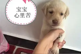 拉布拉多猎犬：是天使也是恶魔图片