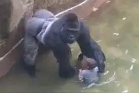 为救男童大猩猩无辜被杀 家长被“扒皮”图片