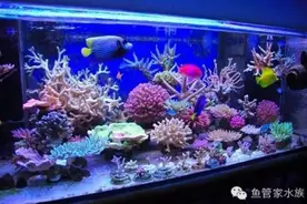 鱼管家告诉你：血鹦鹉体色变白的原因分析图片