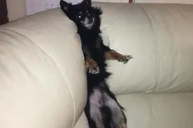 这些汪汪都是作死小能手，不会轻易狗带，但会轻易卡带~！图片