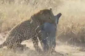 花豹捕杀疣猪，鬣狗突然冲出抢食，危急时刻花豹仅用一招成功脱险图片