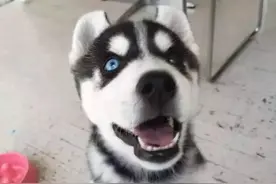 一只为了吃饭出卖智商的哈士奇图片